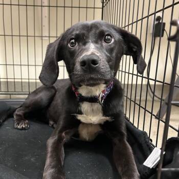 Morado -  Hound and Mixed Breed Dog for Adoption in Lynchburg, Virginia - Morado | PetCurious