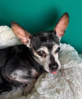 Babe -  Chihuahua Dog for Adoption in Yankton, South Dakota - Babe | PetCurious
