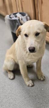 Labrador Retriever and Mixed Breed Dogs Available for Adoption - Caggiula / Gunnar | PetCurious