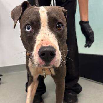 Mila -  Pit Bull Terrier Dog for Adoption in Abilene, Texas - Mila | PetCurious