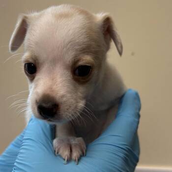 Callie -  Chihuahua and Mixed Breed Dog for Adoption in San Antonio, Texas - Callie | PetCurious