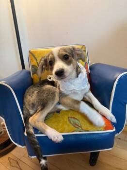 Chihuahua and Terrier Dogs Available for Adoption - Gizma Lots Of Kisses | PetCurious