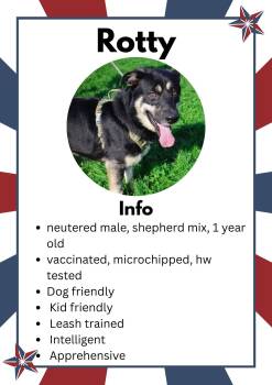 Rotty -  German Shepherd Dog and Labrador Retriever Dog Available for Adoption in Greensburg, Indiana - Rotty | PetCurious