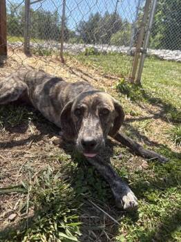 Plott Hound Dogs Available for Adoption in Munfordville, Kentucky - Stacy | PetCurious