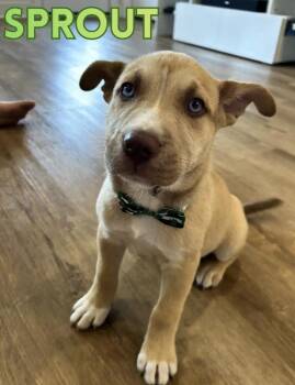 Shepherd and Husky Dogs Available for Adoption - Sprout | PetCurious