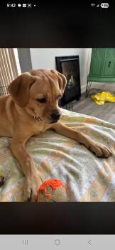 Phoenix -  Pug Dog for Adoption in Miami, Florida - Phoenix | PetCurious