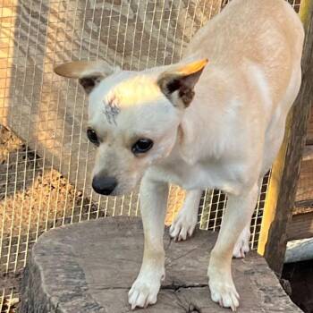 Chihuahua Dogs Available for Adoption - Ganso | PetCurious