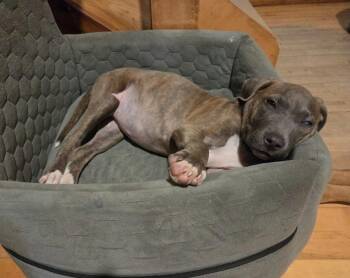 Betty -  Pit Bull Terrier Dog for Adoption in Rockland, Wisconsin - Betty | PetCurious