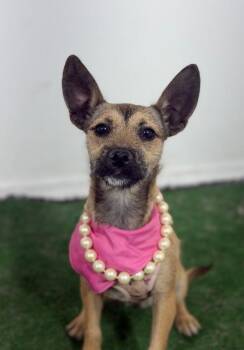 Anna-One of our Amazing Rescue Dogs -  Border Terrier and Chihuahua Dog for Adoption in Carlsbad, California - Anna-One Of Our Amazing Rescue Dogs | PetCurious