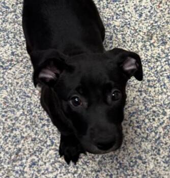 Nyx -  Plott Hound Dog for Adoption in Golden, Colorado - Nyx | PetCurious