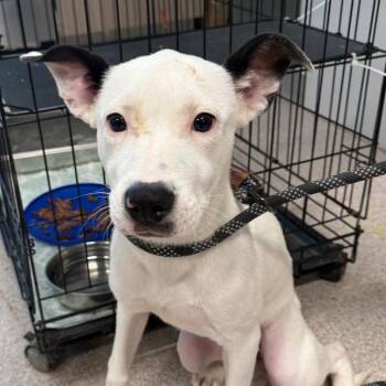 Speckles -  Pit Bull Terrier Dog for Adoption in Horn Lake, Mississippi - Speckles | PetCurious