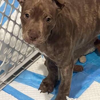 American Staffordshire Terrier Dogs Available for Adoption - Izzy | PetCurious