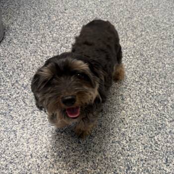 Tommy -  Yorkshire Terrier and Mixed Breed Dog for Adoption in Great Falls, Montana - Tommy | PetCurious
