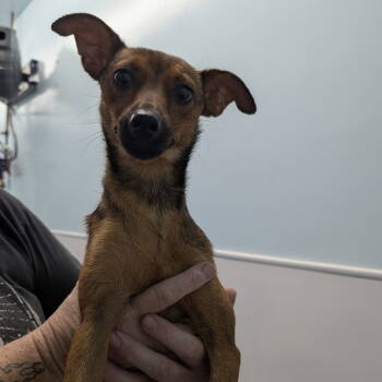 Rescue Chihuahua and Terrier Dogs for Adoption in Chico, California - BISCOTTI | PetCurious