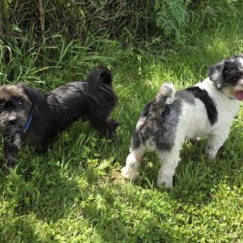 Nugget (Bonded with Wick) -  Yorkshire Terrier Dog for Adoption in Elizabeth, Illinois - Nugget (Bonded With Wick) | PetCurious