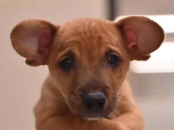 Scrappy Doo -  Chihuahua Dog for Adoption in Portland, Oregon - Scrappy Doo | PetCurious