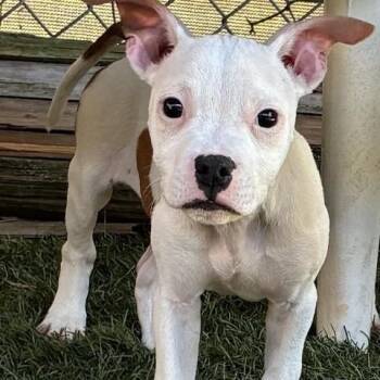 NY NooNoo avail Jul 3 (Rev250 Patterson NY) -  Boxer and American Bulldog Dog for Adoption in Eastford, Connecticut - NY NooNoo Avail Jul 3 (Rev250 Patterson NY) | PetCurious