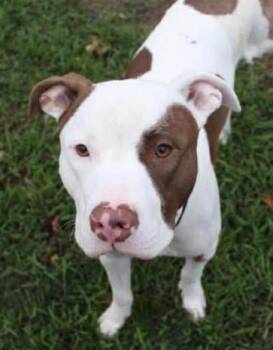 Pit Bull Terrier and American Staffordshire Terrier Dogs Available for Adoption in Troy, Michigan - Reggie | PetCurious