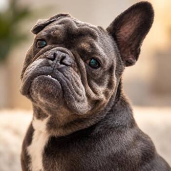Frankie G. -  French Bulldog and English Bulldog Dog for Adoption in Abbotsford, British Columbia - Frankie G. | PetCurious