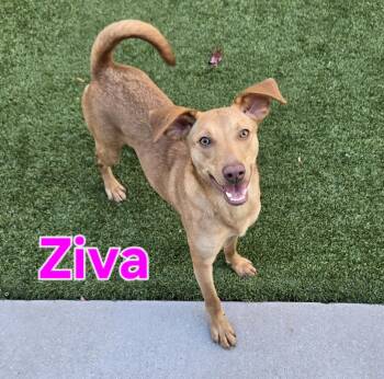 Rescue Vizsla and Terrier Dogs for Adoption in Naperville, Illinois - Ziva | PetCurious