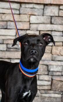 Boxer and Pit Bull Terrier Dogs Available for Adoption in Yakima, Washington - Jason | PetCurious
