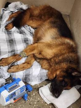 Usher -  Shepherd Dog for Adoption in Lakeland, Florida - Usher | PetCurious