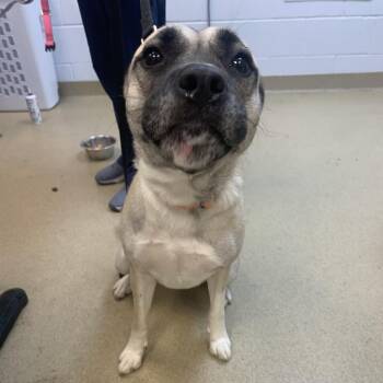 Sienna -  Mixed Breed Dog for Adoption in West Palm Beach, Florida - Sienna | PetCurious