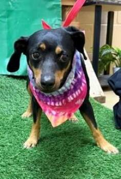 Margret 178988 -  Dachshund Dog for Adoption in Visalia, California - Margret 178988 | PetCurious