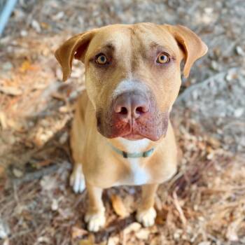 Rescue Mixed Breed Dogs for Adoption in Milton, Florida - Cannoli | PetCurious