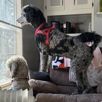 Oakley -  Poodle Dog for Adoption in Lenoir, North Carolina - Oakley | PetCurious