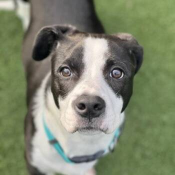 American Staffordshire Terrier and Retriever Dogs Available for Adoption - McStumpy | PetCurious