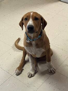 Mac -  Mixed Breed Dog for Adoption in Morgantown, Kentucky - Mac | PetCurious