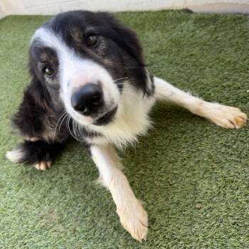 Border Collie Dogs Available for Adoption - BIT 7831 | PetCurious