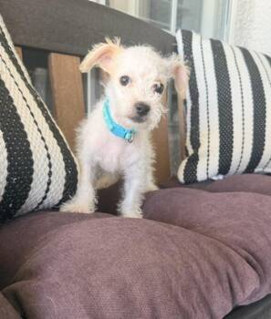Poppy -  Poodle and Jack Russell Terrier Dog for Adoption in Henderson, Nevada - Poppy | PetCurious