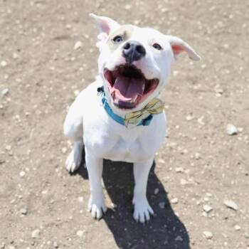 American Staffordshire Terrier Dogs Available for Adoption in San Antonio, Texas - SPOTTY | PetCurious