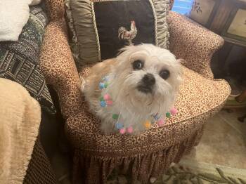 Shih Tzu Dogs Available for Adoption - Bella | PetCurious