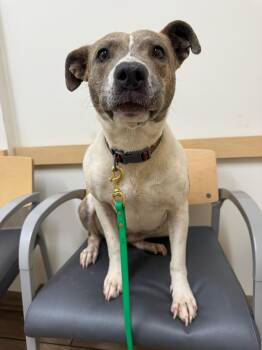 Sophia -  Staffordshire Bull Terrier Dog for Adoption in Santa Monica, California - Sophia | PetCurious