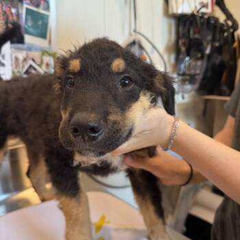J-Roc -  Shepherd and Retriever Dog for Adoption in Louisville, Kentucky - J-Roc | PetCurious