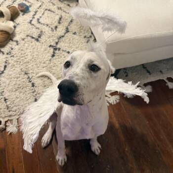 Lamb Chop -  Dogo Argentino and Terrier Dog for Adoption in Abbotsford, British Columbia - Lamb Chop | PetCurious