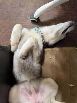 Siberian Husky Dogs Available for Adoption in Carrollton, Texas - Emily | PetCurious