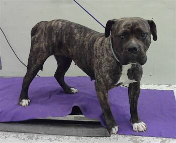 American Bulldog and Mixed Breed Dogs Available for Adoption - KOKO | PetCurious