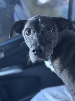 Blanche -  Pit Bull Terrier Dog for Adoption in Baton Rouge, Louisiana - Blanche | PetCurious