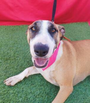BEE -  Bull Terrier Dog for Adoption in Rowland Heights, California - BEE | PetCurious