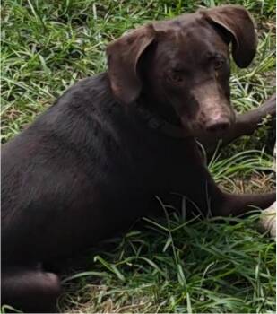 Labrador Retriever Dogs Available for Adoption in Rock Hill, New York - Max | PetCurious