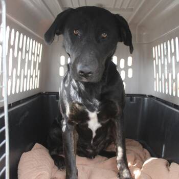 Black Labrador Retriever and Hound Dogs Available for Adoption - Murphy | PetCurious
