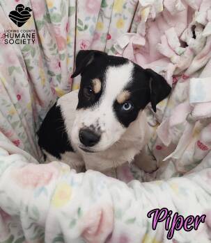 Husky and Rottweiler Dogs Available for Adoption - Piper | PetCurious