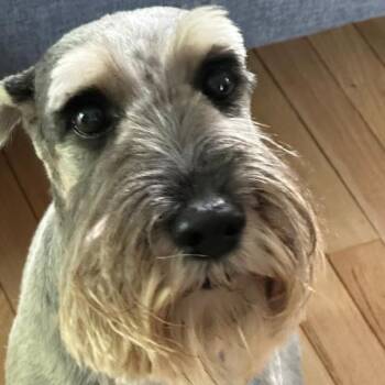 Pepper -  Standard Schnauzer Dog for Adoption in Quakertown, Pennsylvania - Pepper | PetCurious