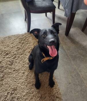 Black Labrador Retriever and Manchester Terrier Dogs Available for Adoption in Lake Forest, California - Bambam | PetCurious
