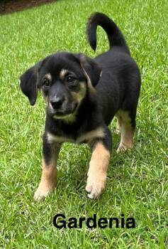 Gardenia -  German Shepherd Dog Dog for Adoption in Stockbridge, Georgia - Gardenia | PetCurious