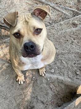 Rescue Black Mouth Cur and Terrier Dogs for Adoption in Augusta, Georgia - Abe | PetCurious